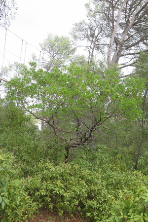  picture  Aardbeiboom |Arbutus_unedo