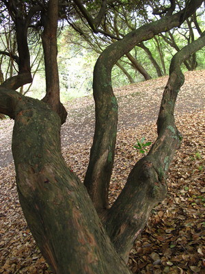  picture  Aardbeiboom |Arbutus_unedo