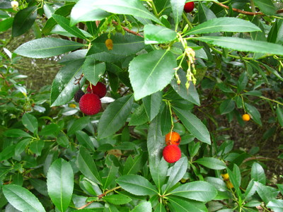  picture  Aardbeiboom |Arbutus_unedo