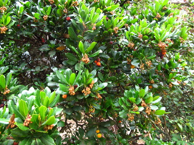  picture  Aardbeiboom |Arbutus_unedo