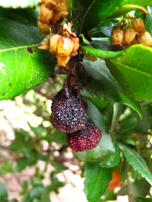  picture  Aardbeiboom |Arbutus_unedo