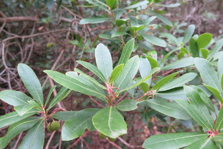  picture  Aardbeiboom |Arbutus_unedo