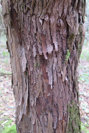  picture  Aardbeiboom |Arbutus_unedo