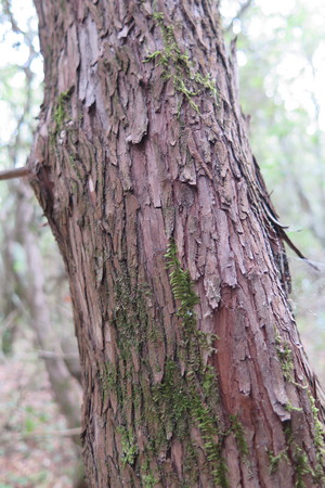  picture  Aardbeiboom |Arbutus_unedo