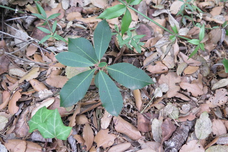  picture  Aardbeiboom |Arbutus_unedo