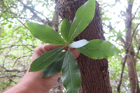  picture  Aardbeiboom |Arbutus_unedo