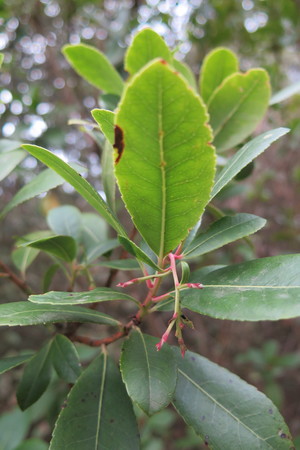  picture  Aardbeiboom |Arbutus_unedo