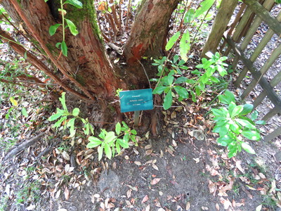  picture  Aardbeiboom |Arbutus_unedo