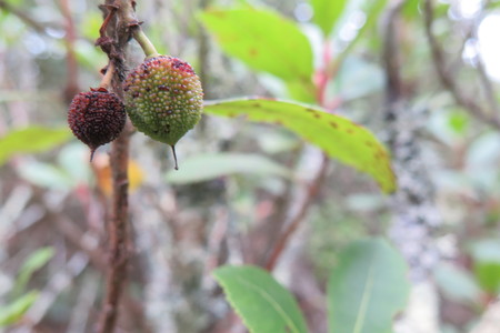  picture  Aardbeiboom |Arbutus_unedo