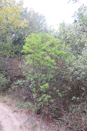  picture  Aardbeiboom |Arbutus_unedo