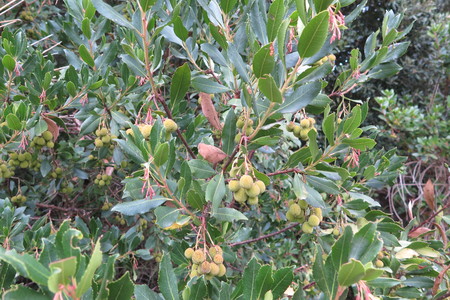  picture  Aardbeiboom |Arbutus_unedo