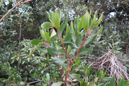  picture  Aardbeiboom |Arbutus_unedo