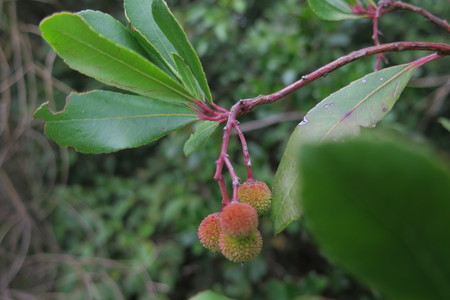  picture  Aardbeiboom |Arbutus_unedo