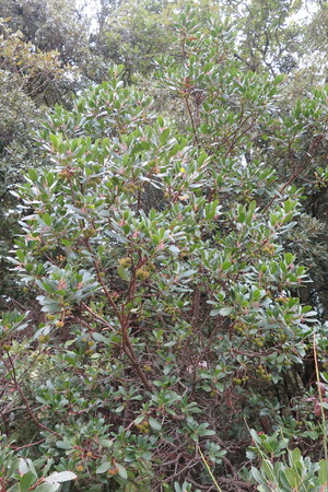  picture  Aardbeiboom |Arbutus_unedo