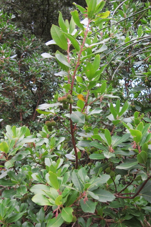  picture  Aardbeiboom |Arbutus_unedo