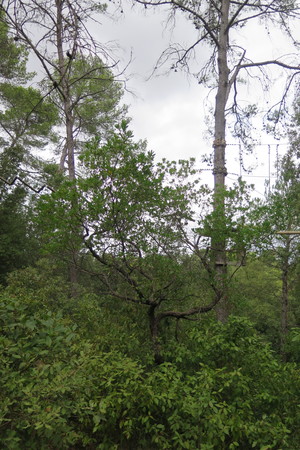  picture  Aardbeiboom |Arbutus_unedo