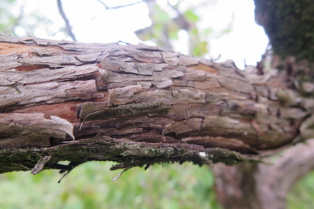  picture  Aardbeiboom |Arbutus_unedo