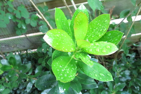  picture  Aardbeiboom |Arbutus_unedo