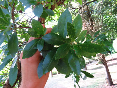  picture  Aardbeiboom |Arbutus_unedo