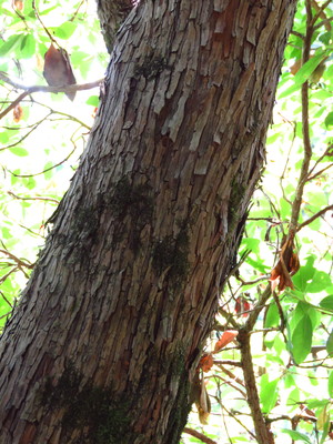  picture  Aardbeiboom |Arbutus_unedo