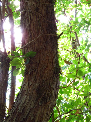  picture  Aardbeiboom |Arbutus_unedo