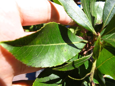  picture  Aardbeiboom |Arbutus_unedo