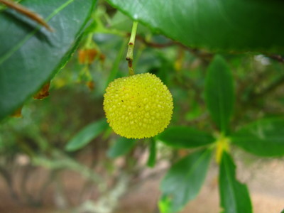  picture  Aardbeiboom |Arbutus_unedo