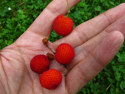  picture  Aardbeiboom |Arbutus_unedo