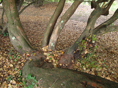  picture  Aardbeiboom |Arbutus_unedo