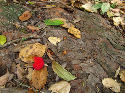  picture  Aardbeiboom |Arbutus_unedo