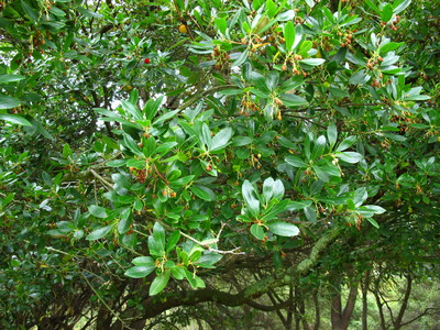  picture  Aardbeiboom |Arbutus_unedo