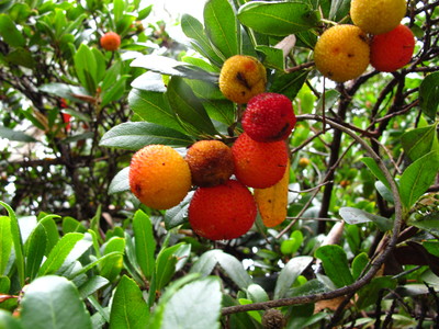  picture  Aardbeiboom |Arbutus_unedo