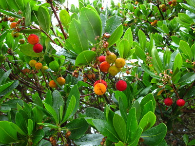  picture  Aardbeiboom |Arbutus_unedo