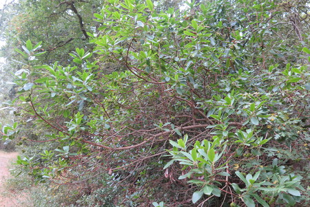  picture  Aardbeiboom |Arbutus_unedo