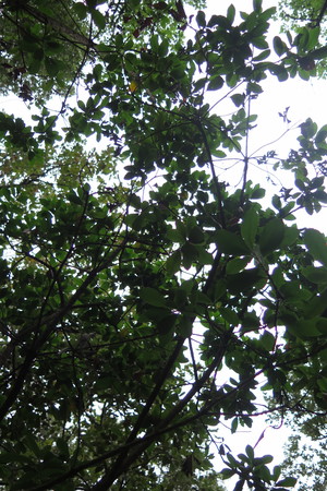  picture  Aardbeiboom |Arbutus_unedo