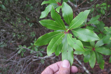  picture  Aardbeiboom |Arbutus_unedo