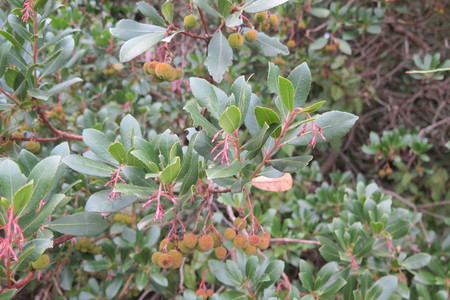  picture  Aardbeiboom |Arbutus_unedo