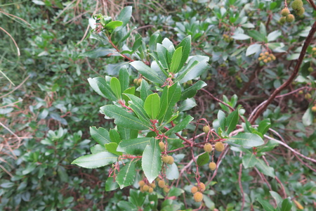  picture  Aardbeiboom |Arbutus_unedo