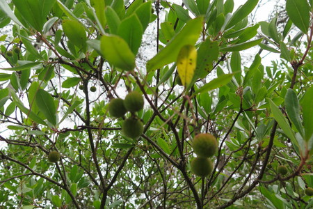  picture  Aardbeiboom |Arbutus_unedo