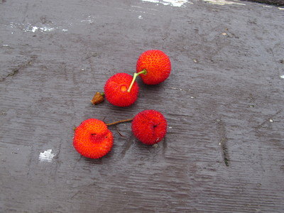  picture  Aardbeiboom |Arbutus_unedo