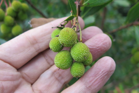  picture  Aardbeiboom |Arbutus_unedo