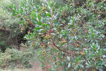  picture  Aardbeiboom |Arbutus_unedo