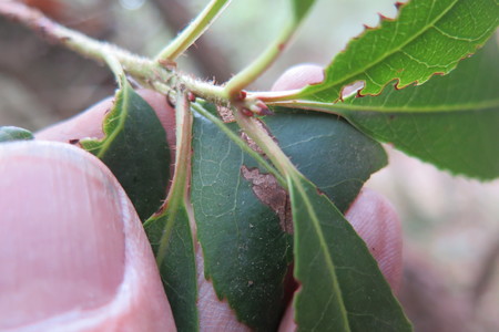  picture  Aardbeiboom |Arbutus_unedo