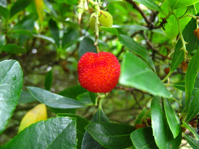  picture  Aardbeiboom |Arbutus_unedo