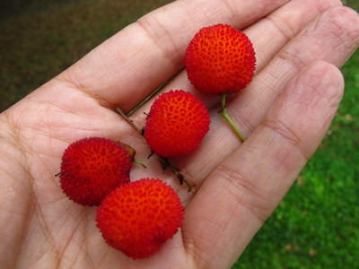  picture  Aardbeiboom |Arbutus_unedo