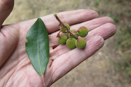  picture  Aardbeiboom |Arbutus_unedo