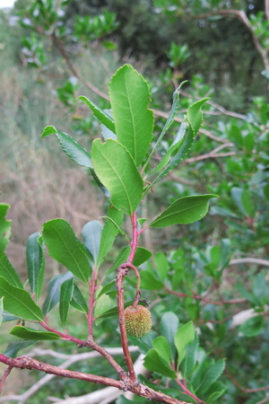  picture  Aardbeiboom |Arbutus_unedo