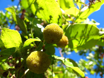  picture  Aardbeiboom |Arbutus_unedo