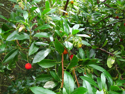  picture  Aardbeiboom |Arbutus_unedo