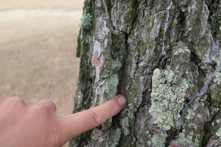  picture  Aleppoden |Pinus_halepensis